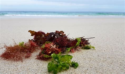 Ocean beach magkc seaweed